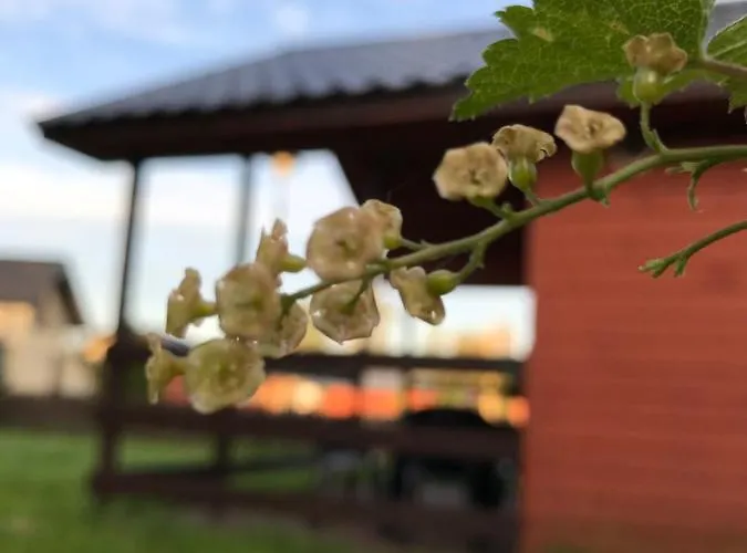 Letniskowe U Marty * Leba