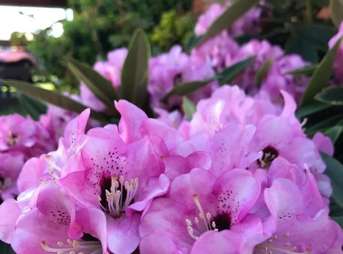 Letniskowe U Marty Leba