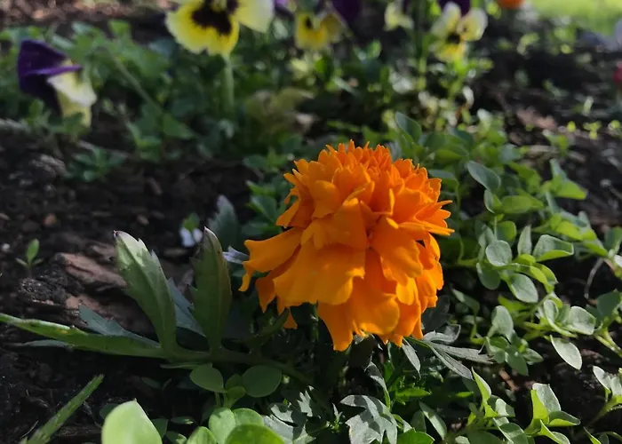 Letniskowe U Marty ウェバ