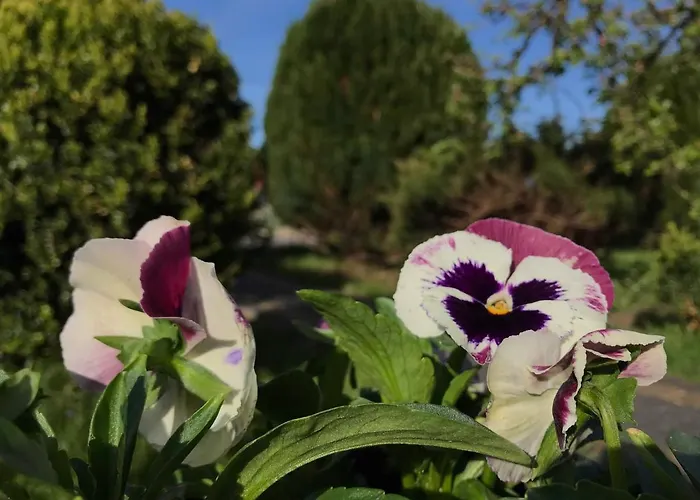 Domek letniskowy Letniskowe U Marty *